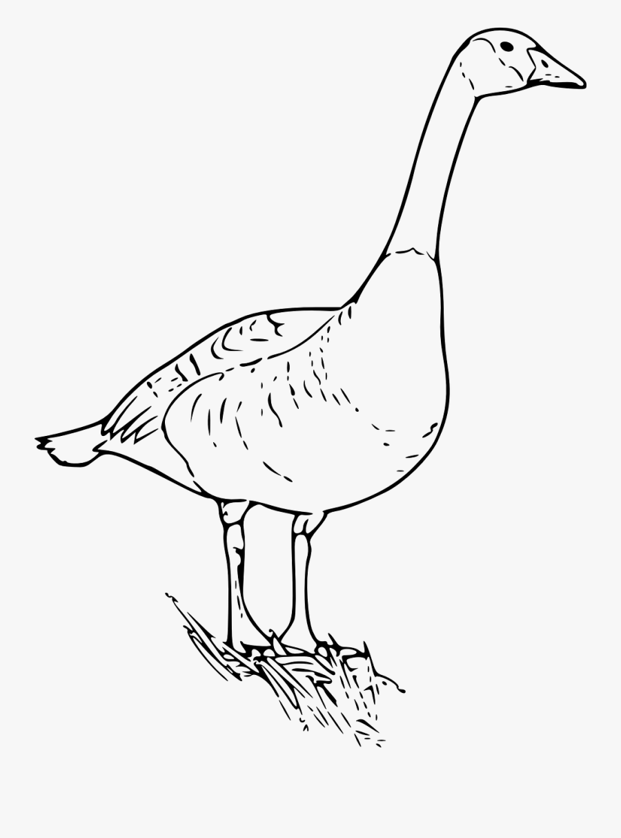 Goose Bird Animal Free Photo - Canada Geese Clip Art, Transparent Clipart