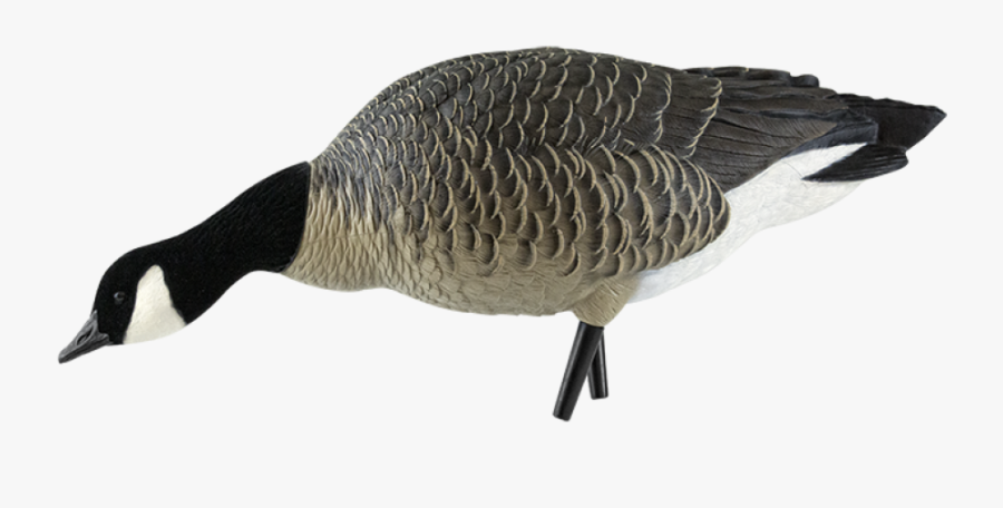 Axp Outfitter Lesser Goose Decoy Pack - Avian-x Honker Feeder Full Body Goose Decoys 6 Pack, Transparent Clipart