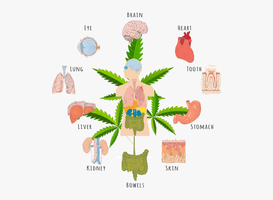 cannabis