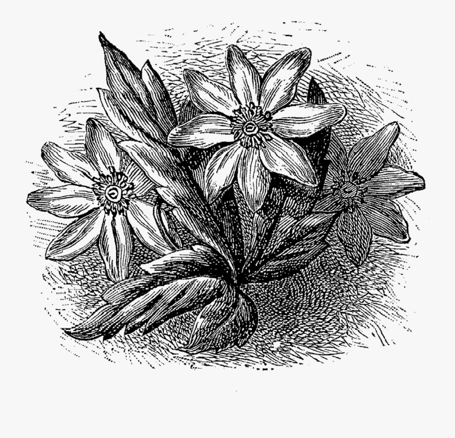 Sketch, Transparent Clipart