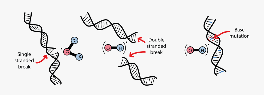 Double Strand Break Radiation Therapy , Transparent - Dna Double Strand Break After Irradiation, Transparent Clipart