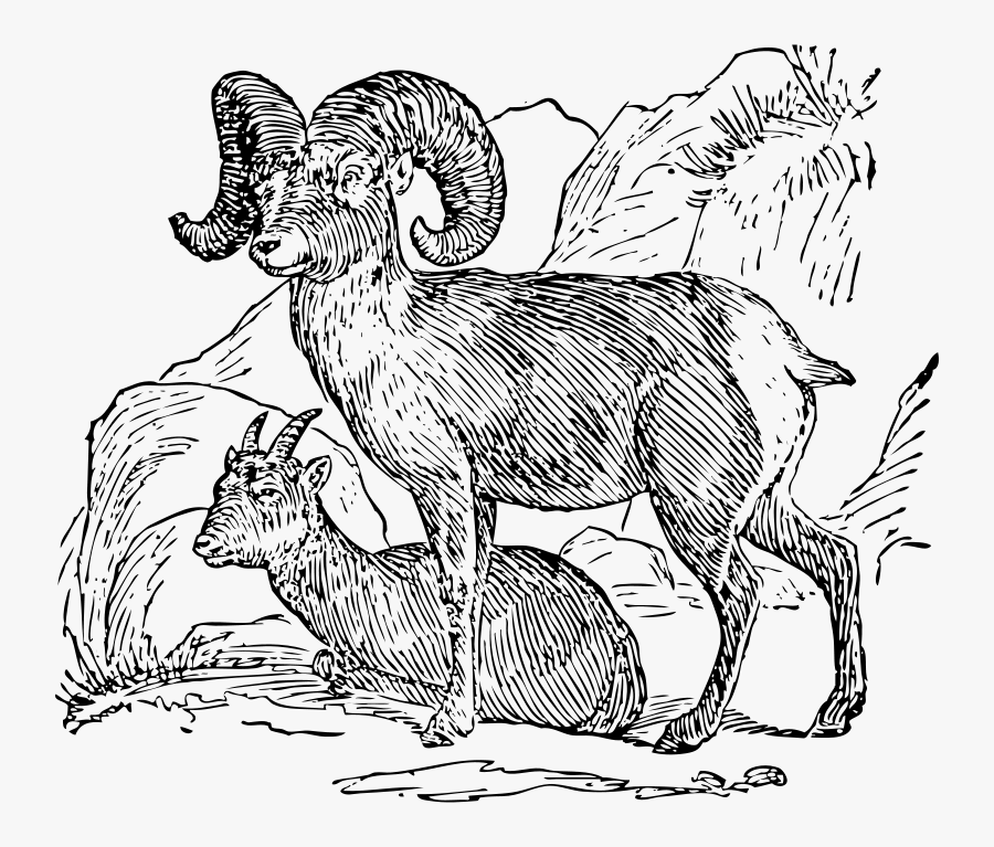 Bighorn Sheep - Big Horn Sheep, Transparent Clipart