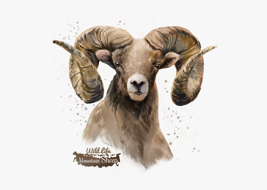 Bighorn Sheep Png Free Download - Sheep Png, Transparent Clipart