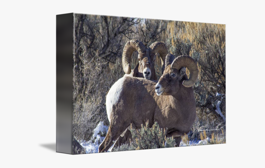 Clip Art Big Horn Sheep Mg - Bighorn, Transparent Clipart