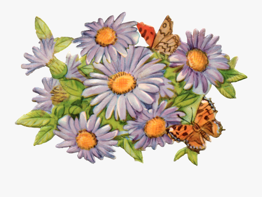 African Daisy, Transparent Clipart