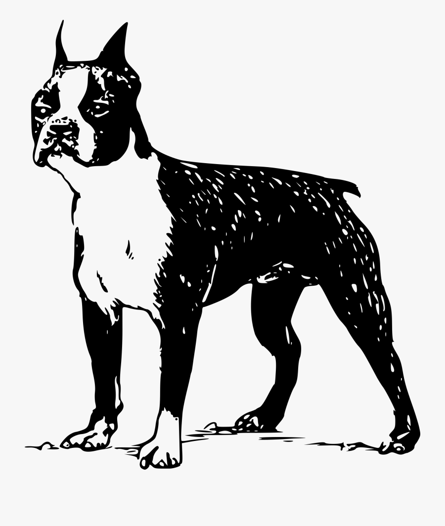 Boston Terrier Scottish Terrier Clip Art Vector Graphics - Boston Terrier Vector Png, Transparent Clipart