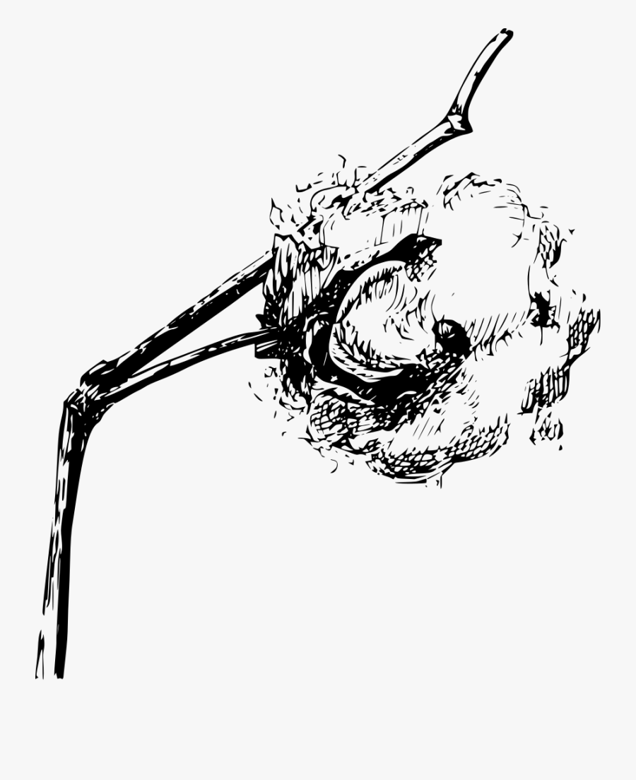 Drawing Of Cotton Wool , Free Transparent Clipart ClipartKey