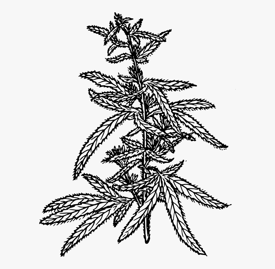 Botany Clip Art Download - Black And White Images Of Hemp, Transparent Clipart
