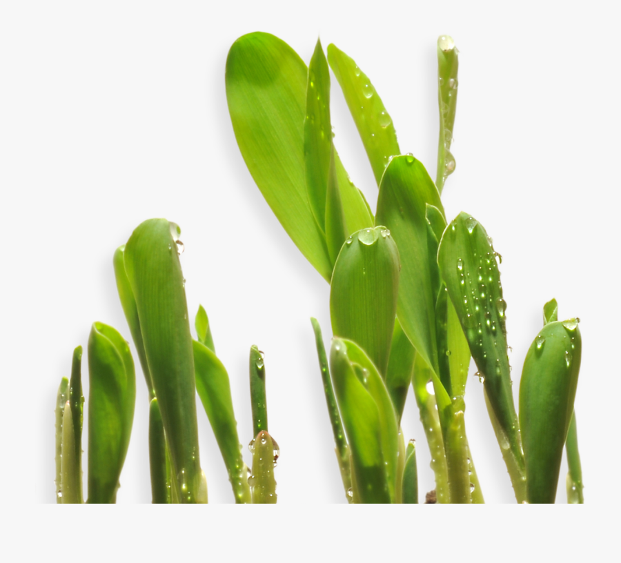 Transparent Cotton Plant Png - Herbaceous Plant, Transparent Clipart