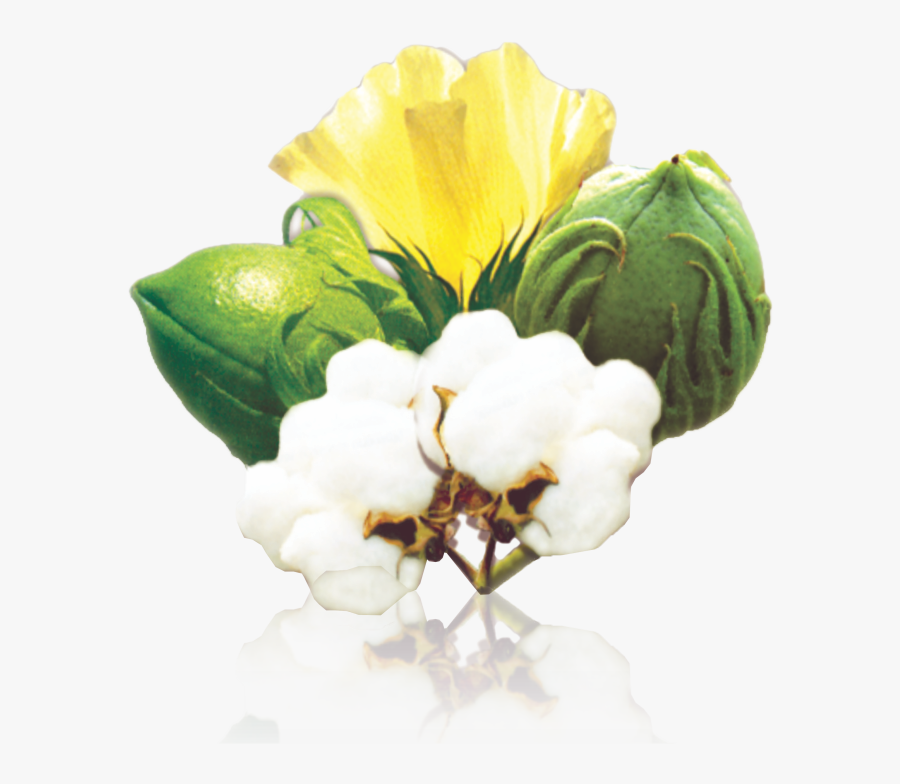 Clip Art Seed Fuzzy Jullundur Group - Cotton Flower Png, Transparent Clipart
