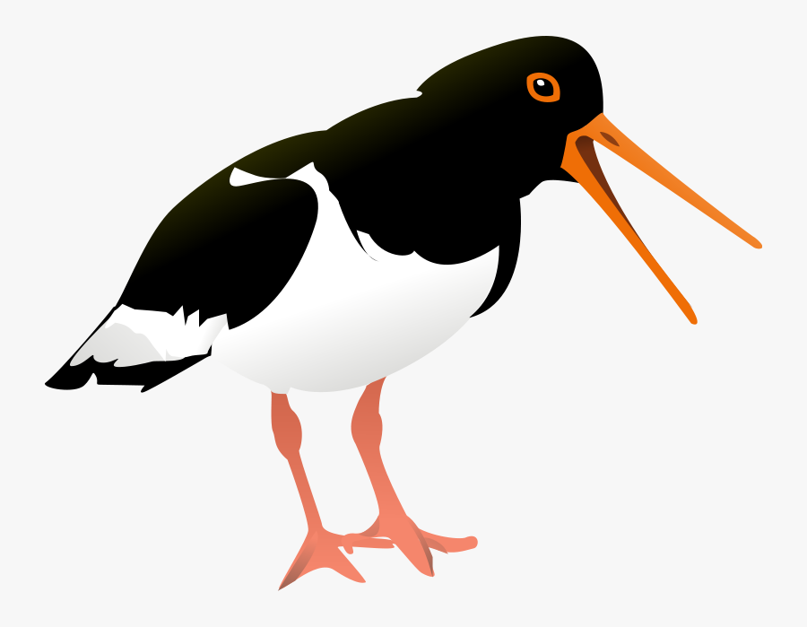 Catch Clip Art Download - Oystercatcher Clipart, Transparent Clipart