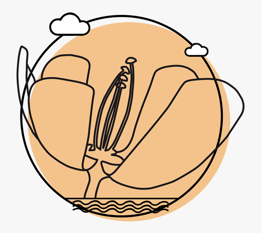 Floralis Generica Png, Transparent Clipart