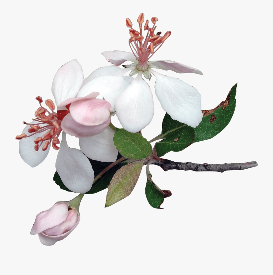 Magnolia Clipart Transparent - Apple Blossom Tree Illustration, Transparent Clipart
