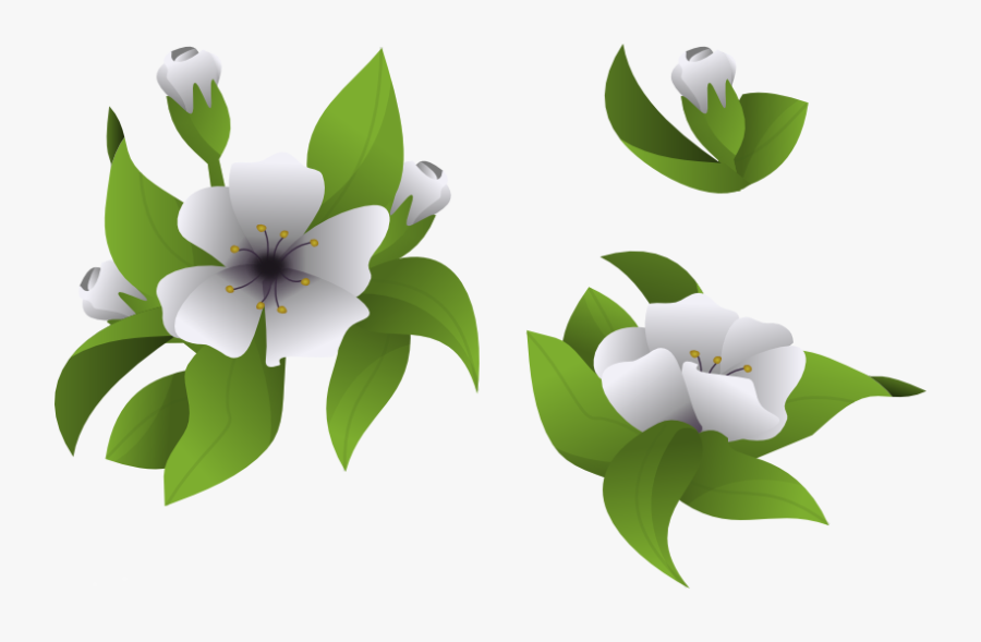 Magnolia Clipart Svg - Lily Family, Transparent Clipart