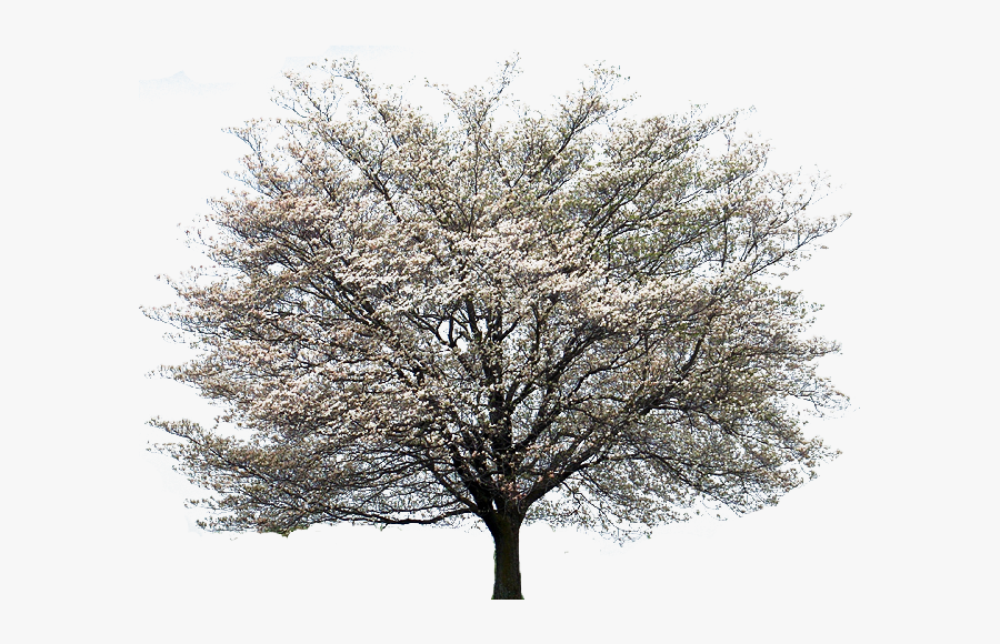 Magnolia Tree Png - Dogwood Tree White Background, Transparent Clipart