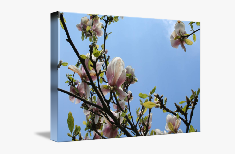 Clip Art Magnolia Tree Pic - Chinese Magnolia, Transparent Clipart