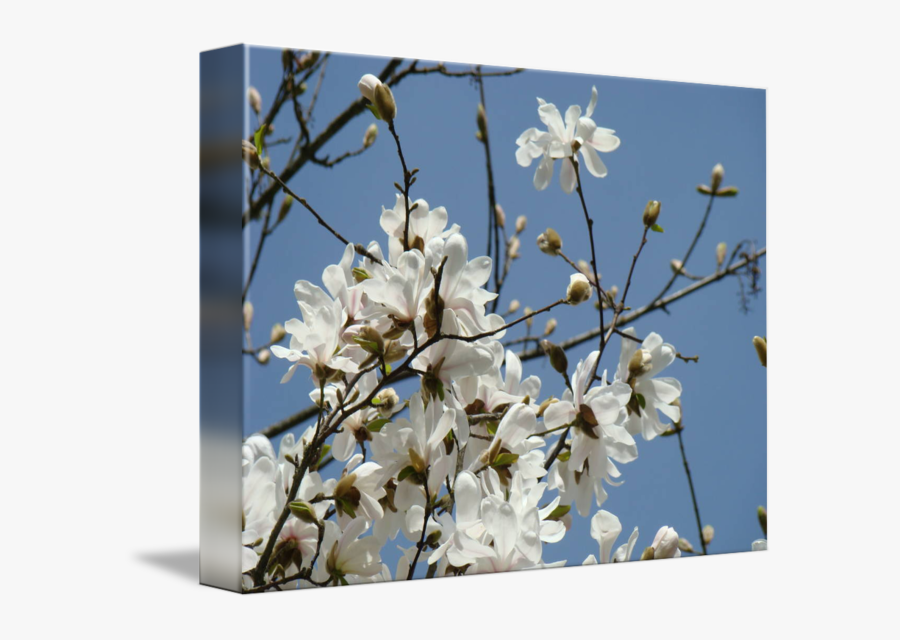 Clip Art Flower White Blue Sky - White Magnolia Tree Flower, Transparent Clipart