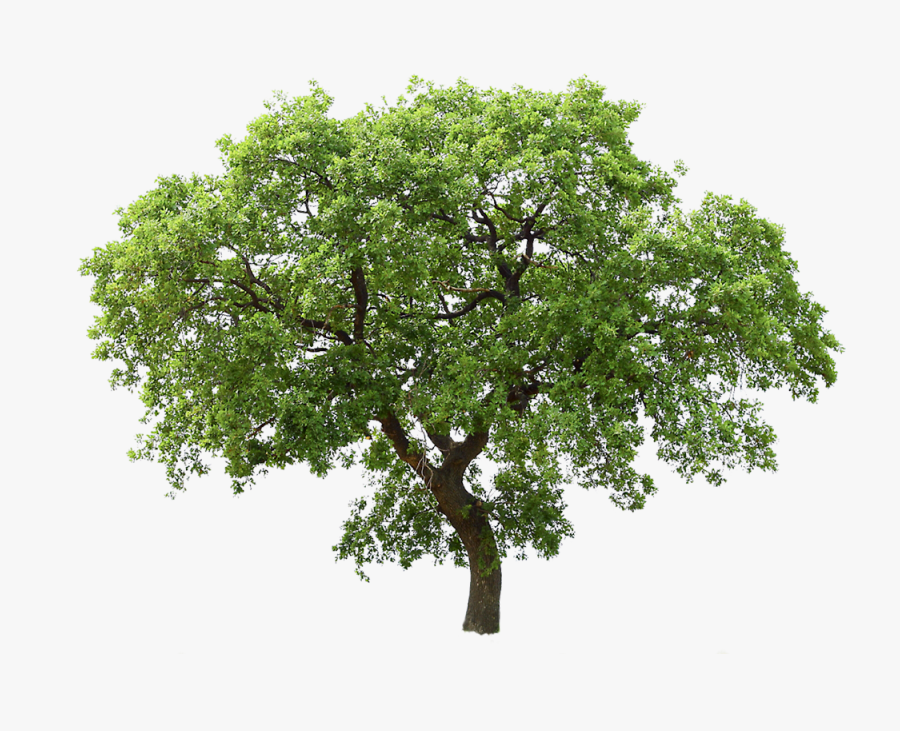 Transparent Background Png Tree - Transparent Background Tree Png, Transparent Clipart