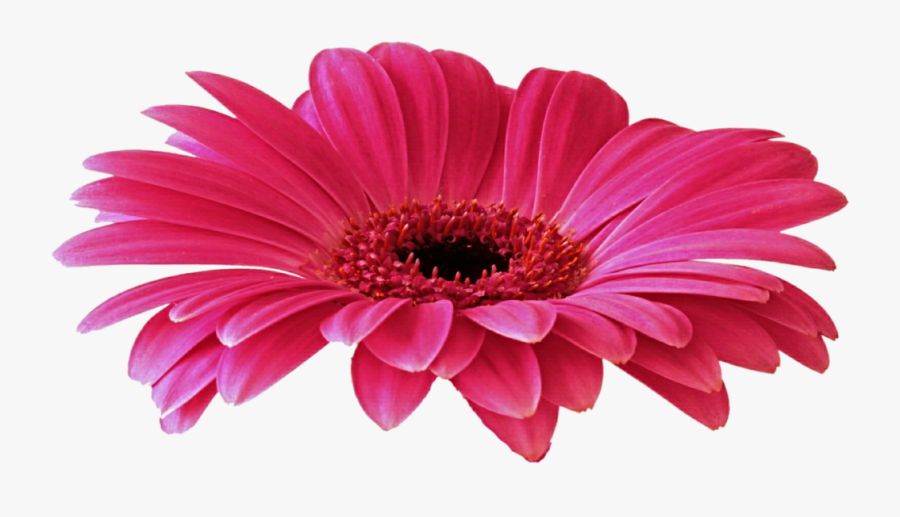 Gerbera Png Free Download - Yerbera Png, Transparent Clipart