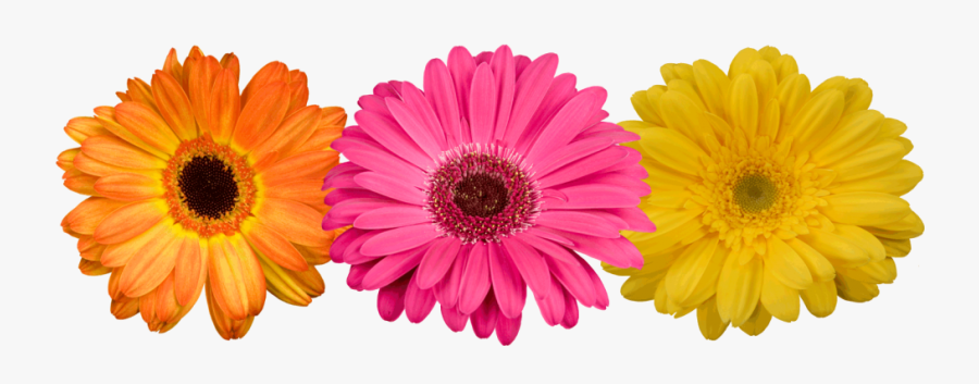Daisy Png Gerbera - Flores Gerberas Png, Transparent Clipart