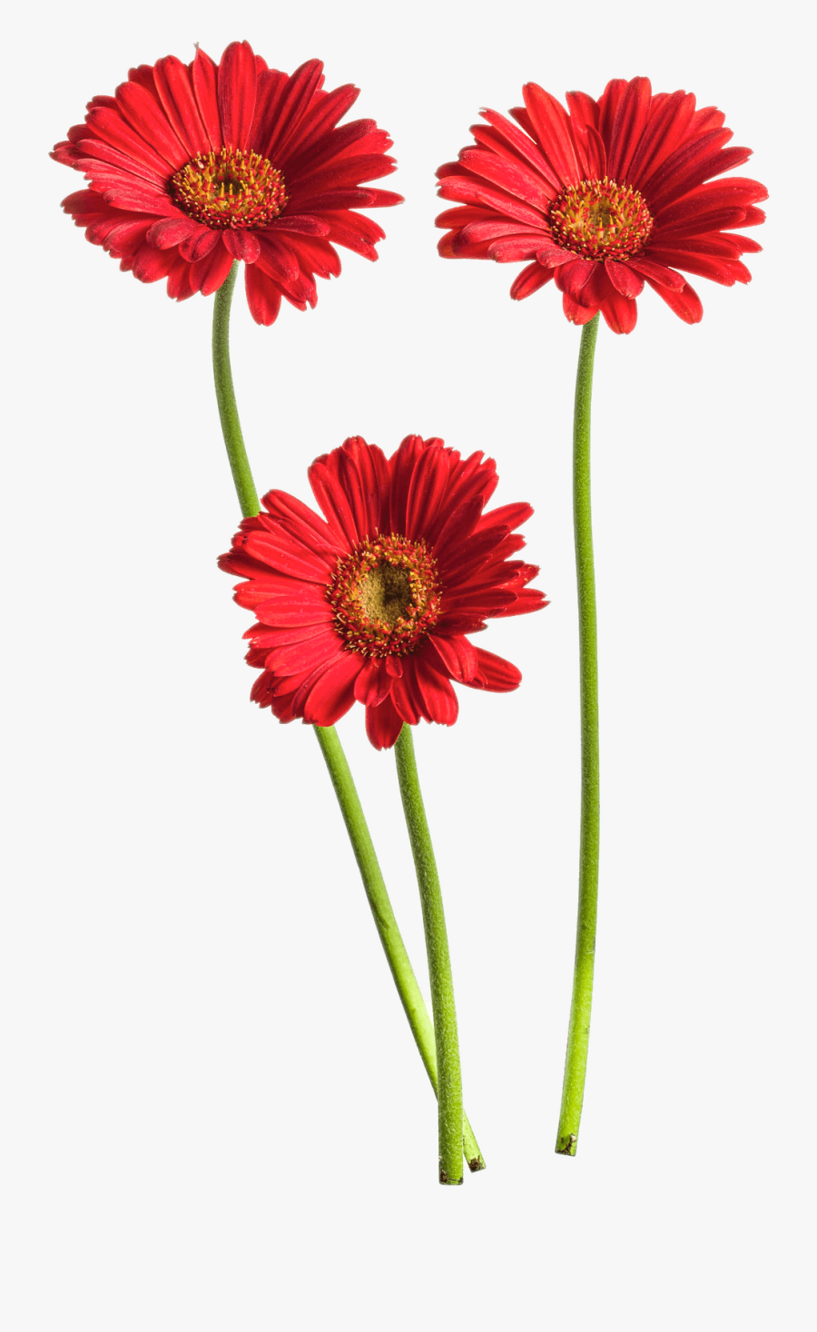 Gerbera Flower Png High-quality Image - Gerbera Flower Png, Transparent Clipart