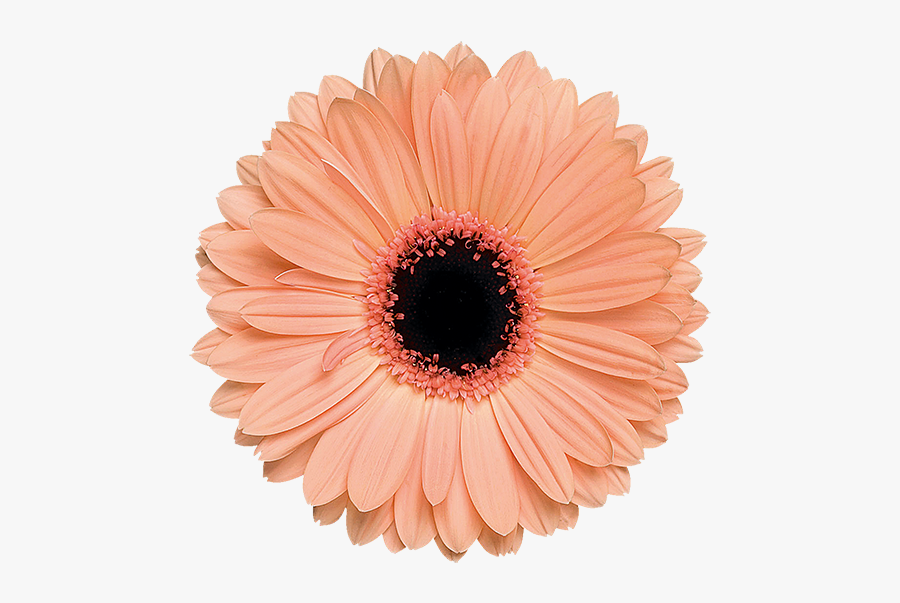 Gerbera Alma, Transparent Clipart