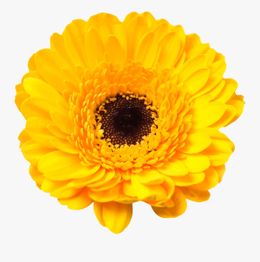 Flower 92 Clip Arts - Daisy Family Yellow Flowers, Transparent Clipart