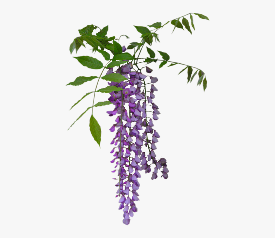 Wisteria Png, Transparent Clipart