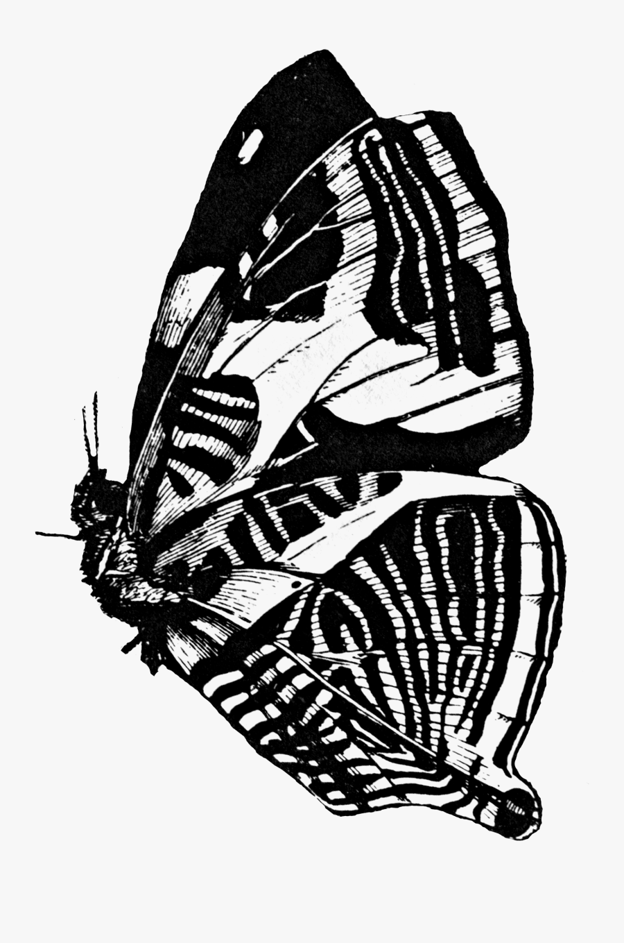 Free Clip Art, Transparent Clipart