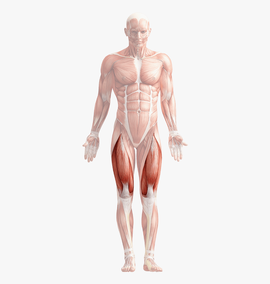 Quad Muscle Png - Groin Area, Transparent Clipart