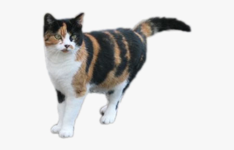 Calico Cat Transparent Background, Transparent Clipart