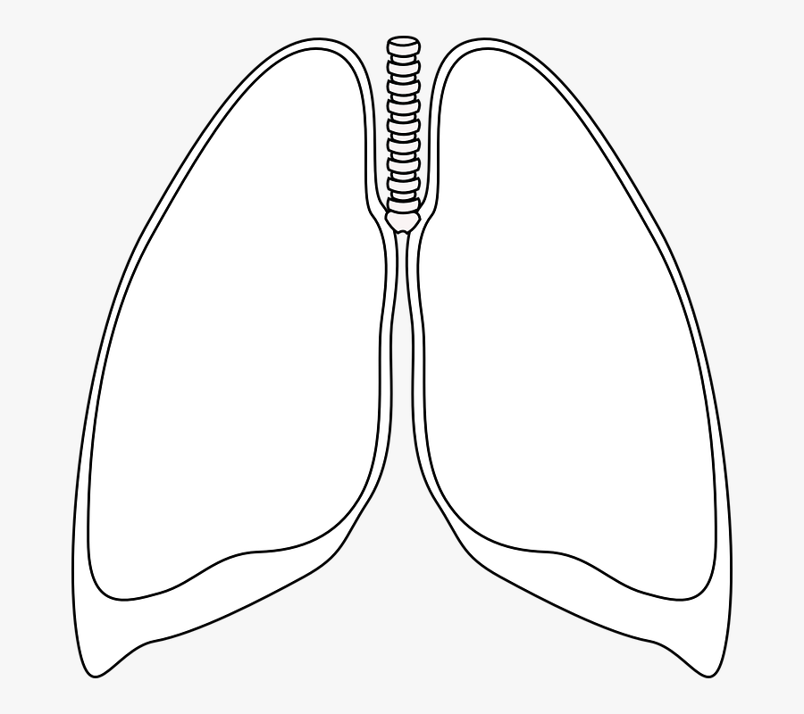 Lungs, Clear, Bronchia, Human, Anatomy, Respiratory - Lungs Clipart Black And White, Transparent Clipart