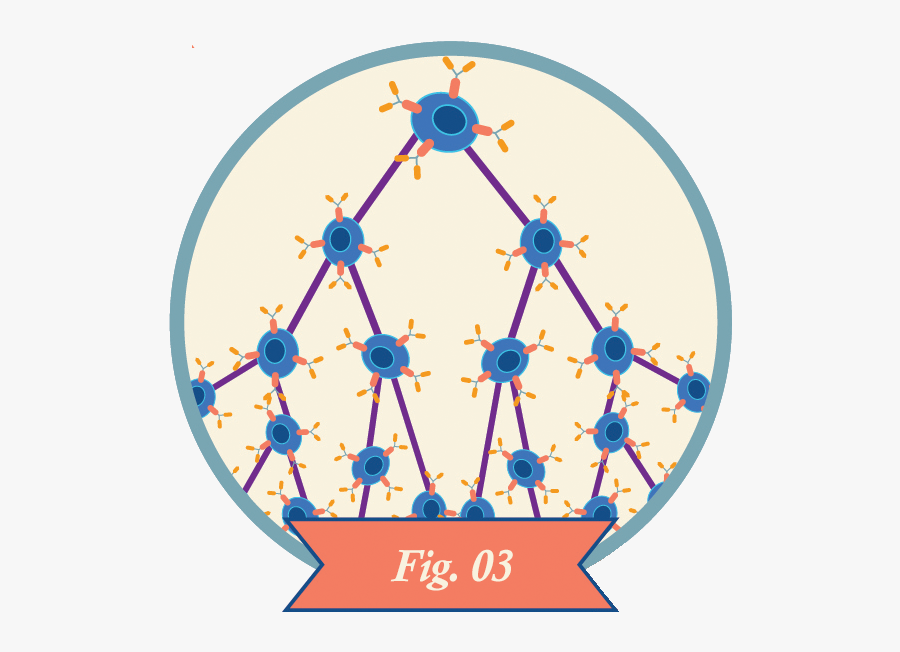 Circle, Transparent Clipart