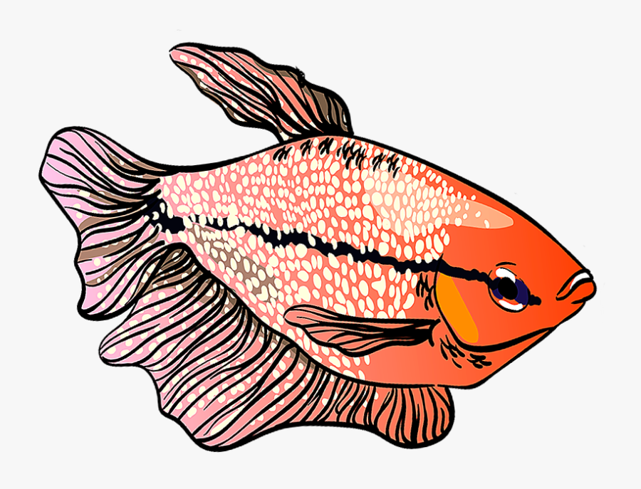 Pearl Gourami - Coral Reef Fish, Transparent Clipart