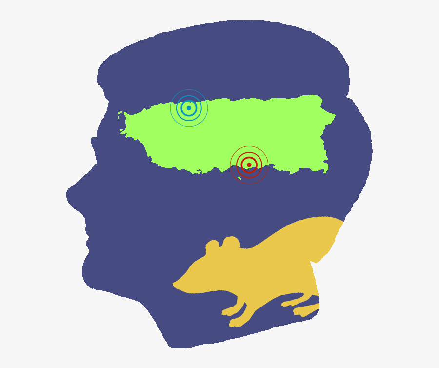 Transparent Lab Png, Transparent Clipart