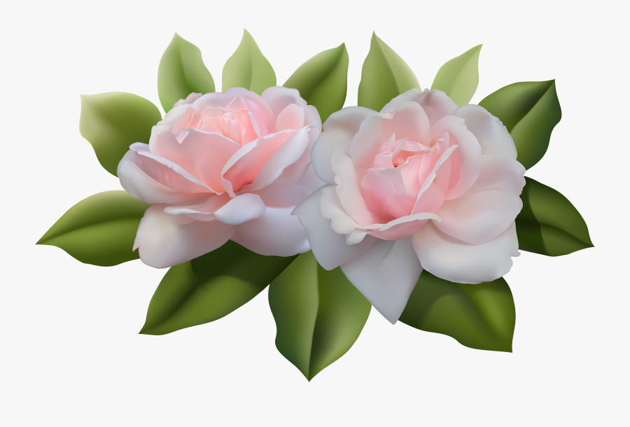 Beautiful Pink Roses, Transparent Clipart