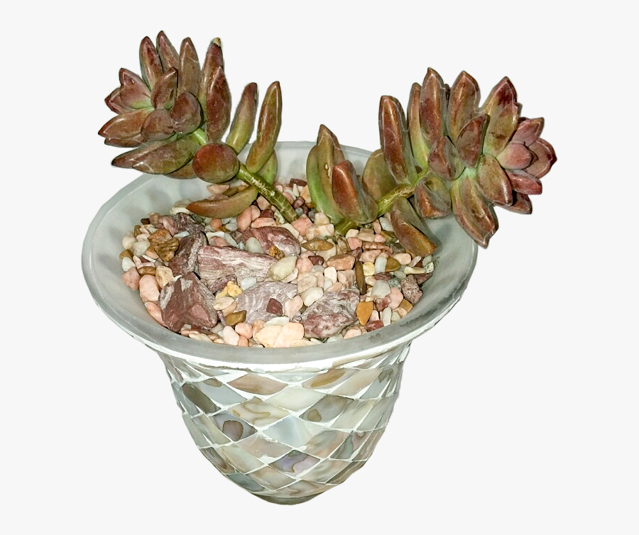 Flowerpot, Transparent Clipart