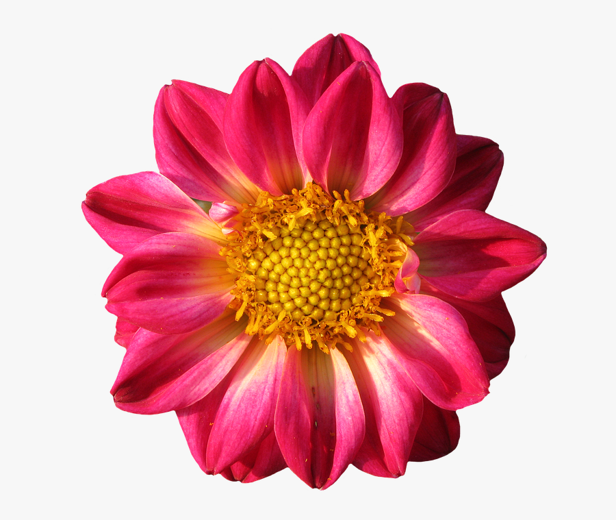 Pinterest Flower Cliparts 10, Buy Clip Art - Portable Network Graphics, Transparent Clipart