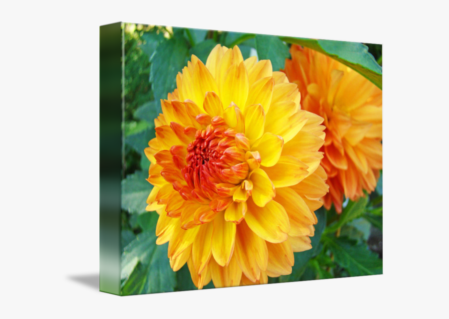 Clip Art Orange Dahlia Flower - Dahlia Flower Images Hd, Transparent Clipart