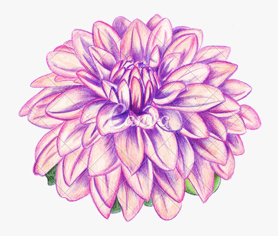 Fibonacci Drawing Dahlia - Realistic Dahlia Flower Drawing, Transparent Clipart