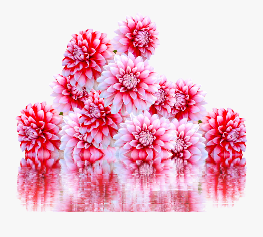 Dahlia, Jewelry Dahlia, Autumn Flower, Garden, Blossom - Flowers Dahlias Christmas Autumn Fall Png, Transparent Clipart