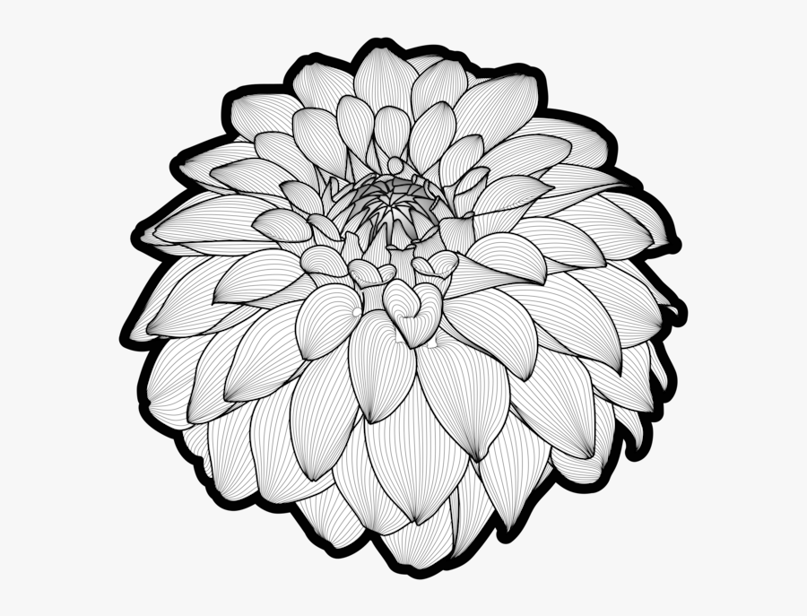Botany,plant,flower - Common Zinnia, Transparent Clipart