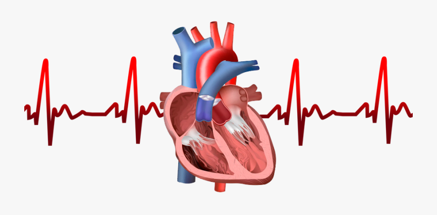 Cardiac Muscle Of Main Pumping Chamber, Transparent Clipart
