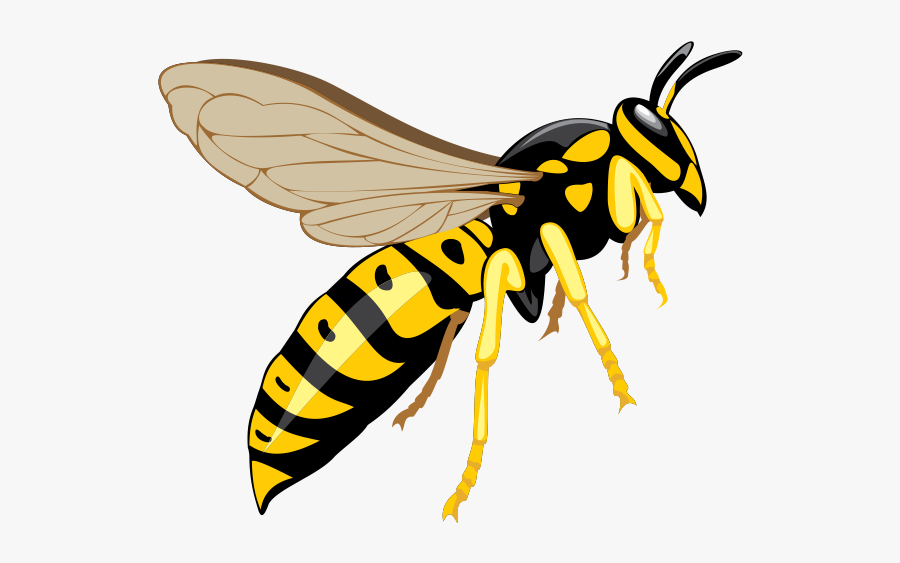 Wasp Png Download Image - Wasp Png, Transparent Clipart