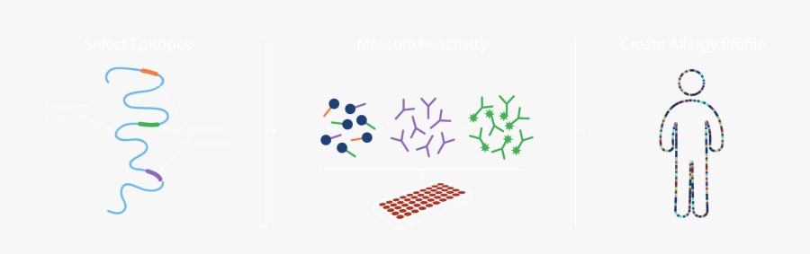 Graphic Design, Transparent Clipart