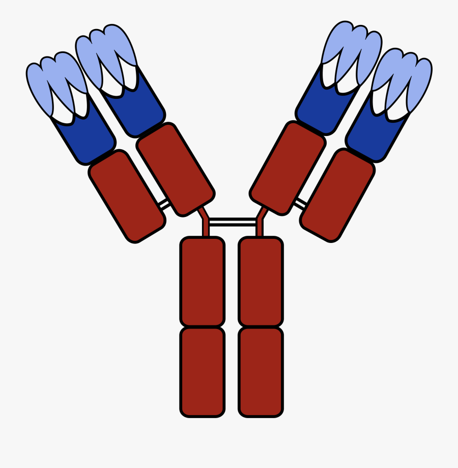 Antibody Cartoon Png, Transparent Clipart