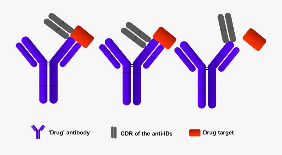 Anti Idiotypic Antibody, Transparent Clipart