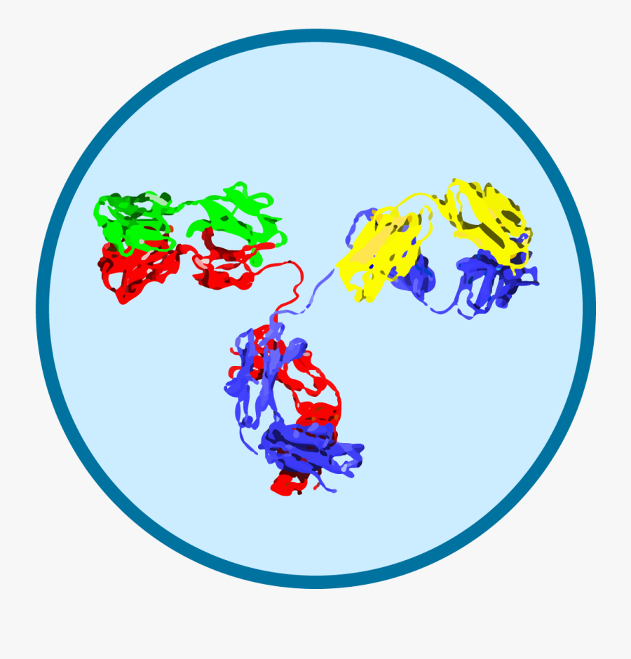 Antibodies Aid The Destruction Of Pathogens, Transparent Clipart