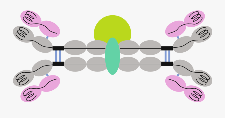 2 Structure Of A Mammalian Secretory Antibody, Comprising, Transparent Clipart