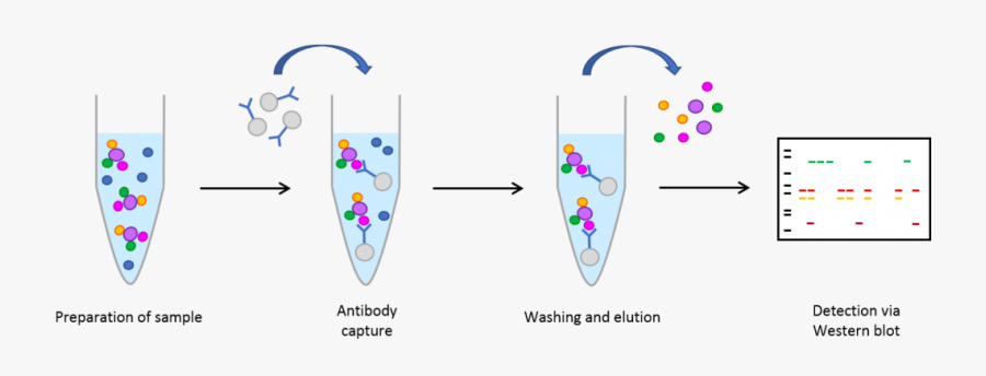 Co Immunoprécipitation, Transparent Clipart